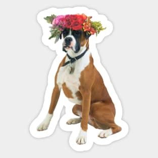 Flower crowned boxer Sticker